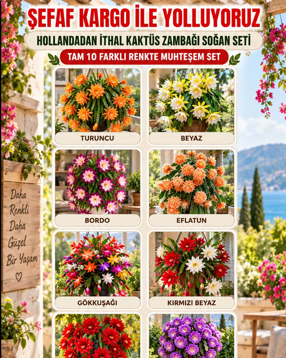 Kaktüs Zambağı 10’lu Soğan Seti